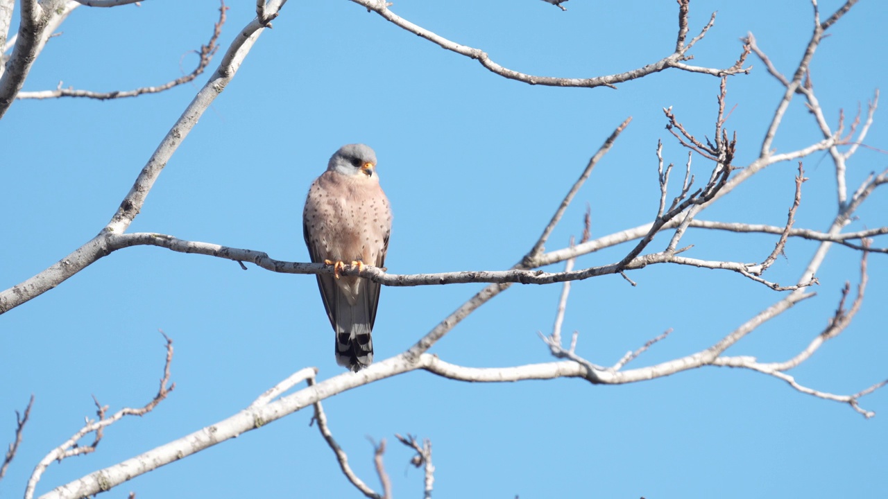 雄性小隼(Falco naumanni)视频素材