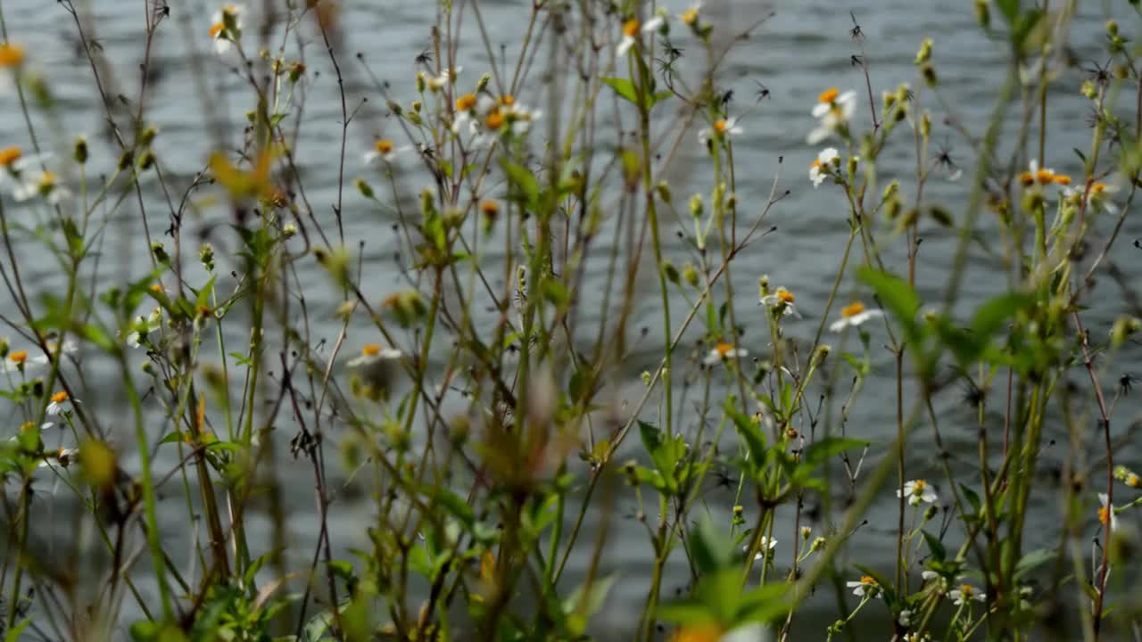 雏菊花视频素材