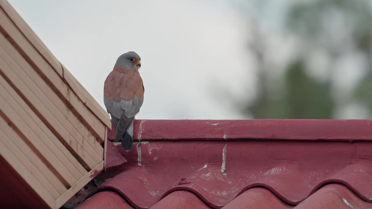 雄性小隼(Falco naumanni)视频素材