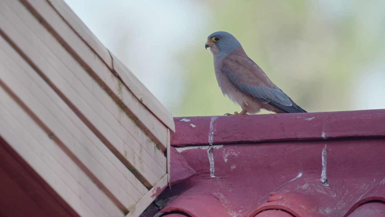 雄性小隼(Falco naumanni)视频素材