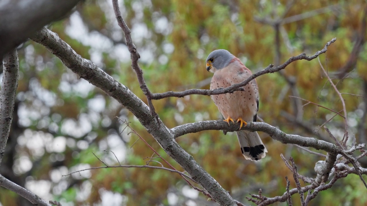 雄性小隼(Falco naumanni)视频素材