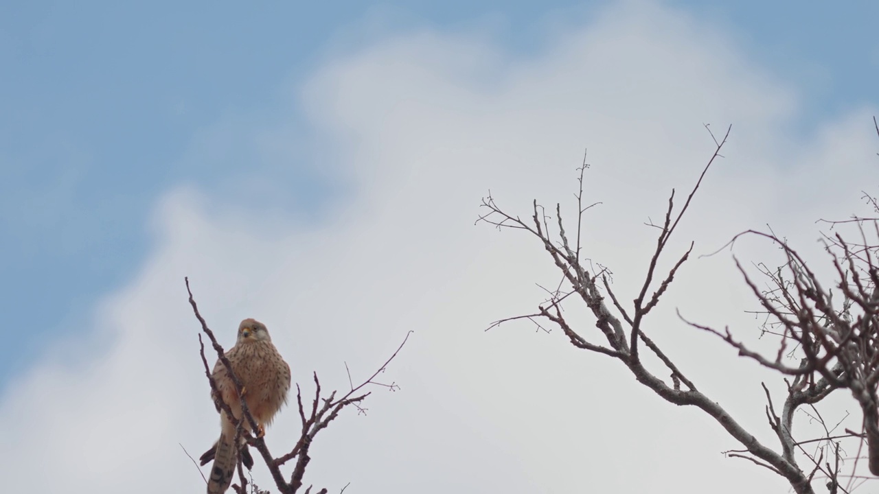 雌性小隼(Falco naumanni)视频素材