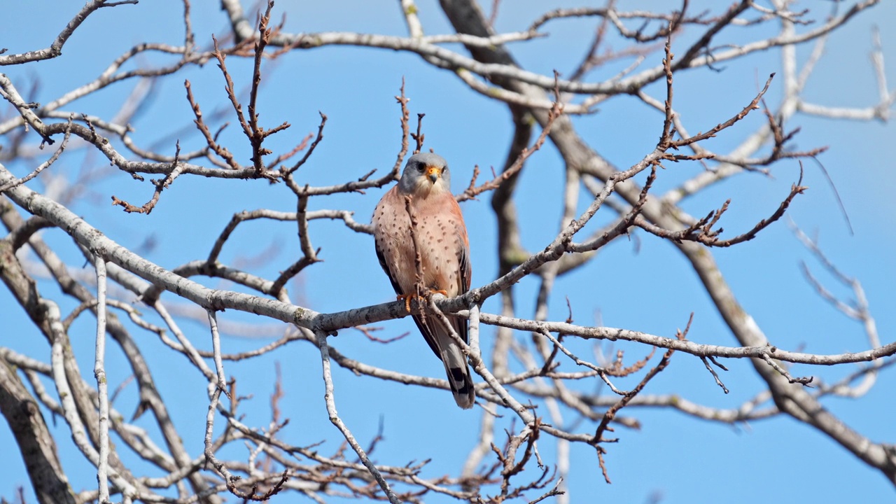 雄性小隼(Falco naumanni)视频素材