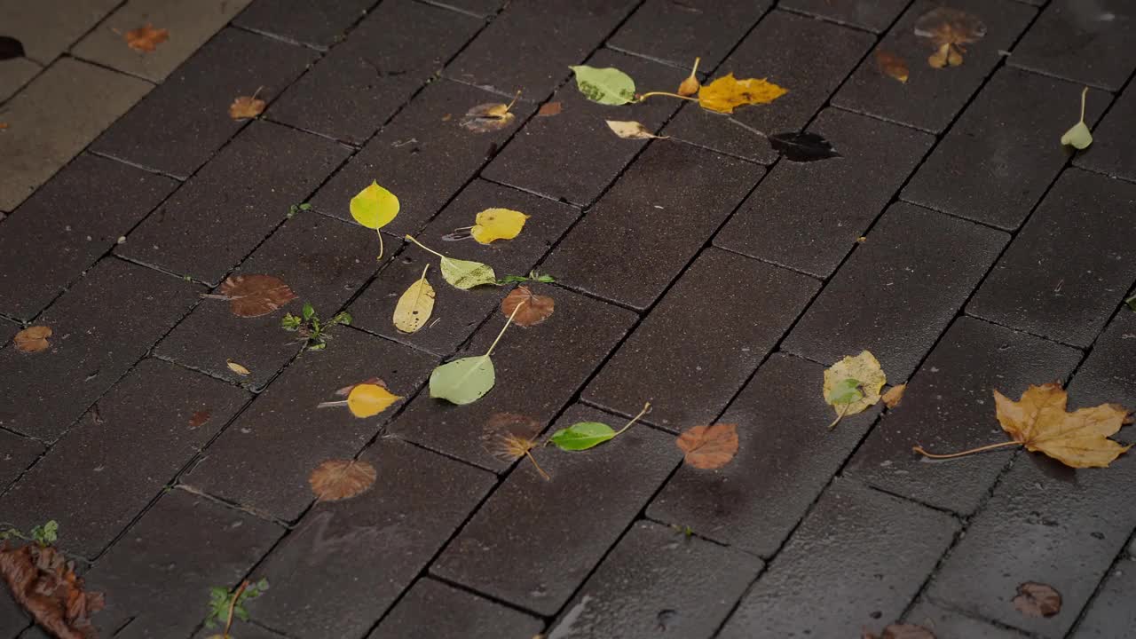 雨点落在铺路板上的落叶上视频素材