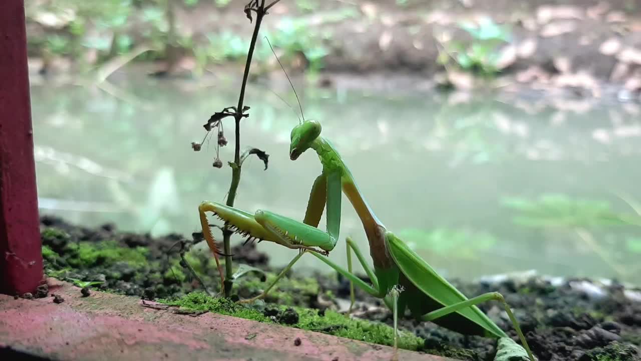 螳螂或螳螂，螳螂宗教。绿色的螳螂视频素材