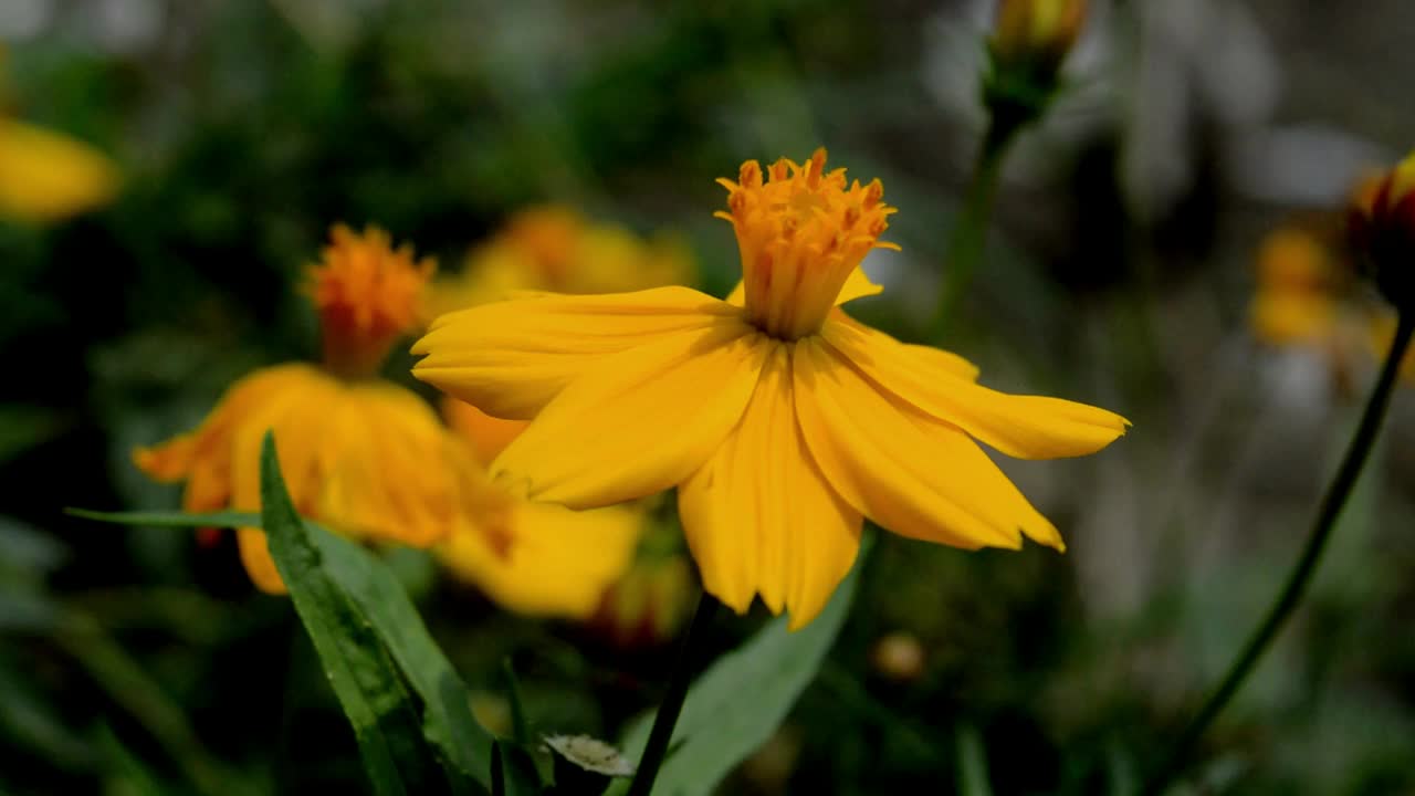 黄色的花视频素材