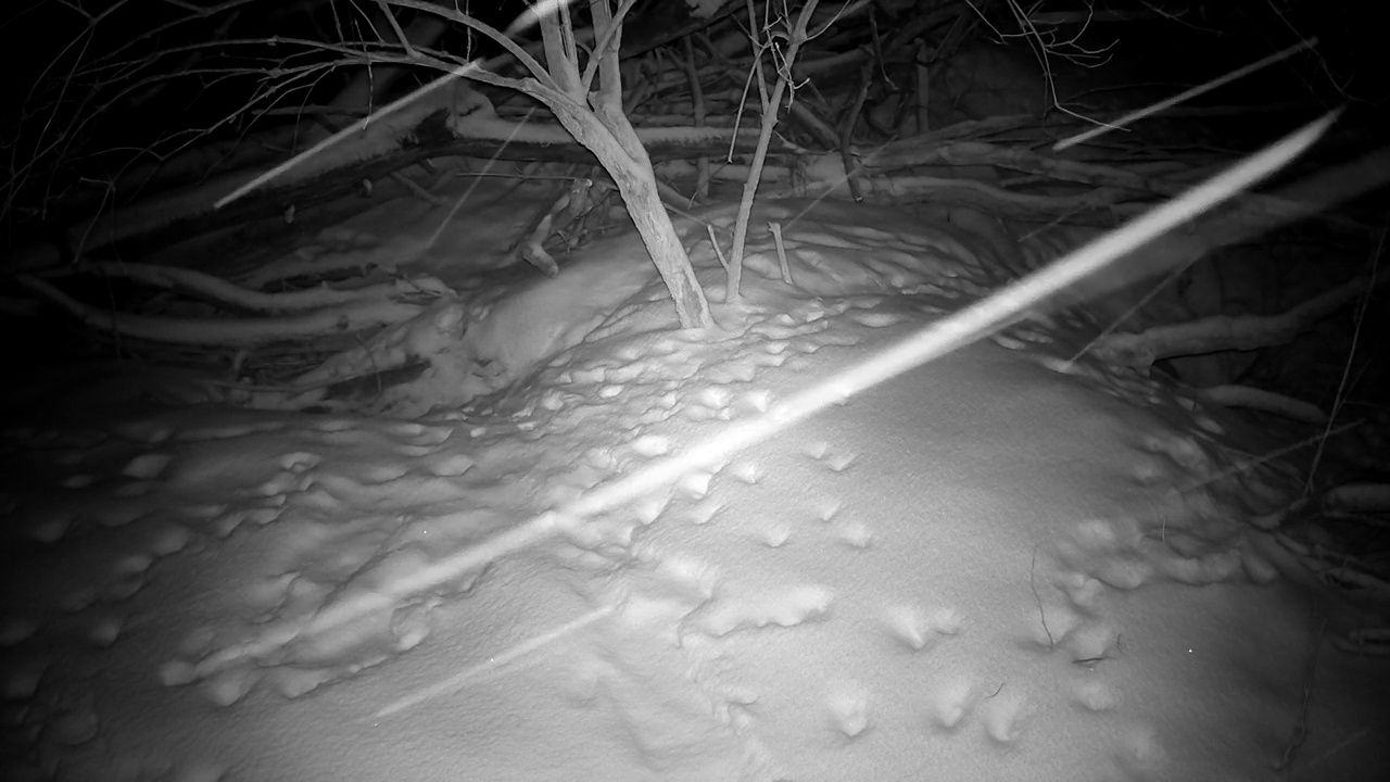 红狐在洞穴附近的冬季降雪视频素材