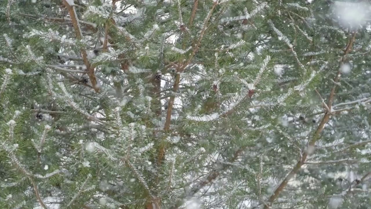 圣诞自然背景与美丽的绿色松枝和降雪。常青树和空气中的许多雪粒。冬季森林景观。副本的空间。超慢动作视频片段视频素材