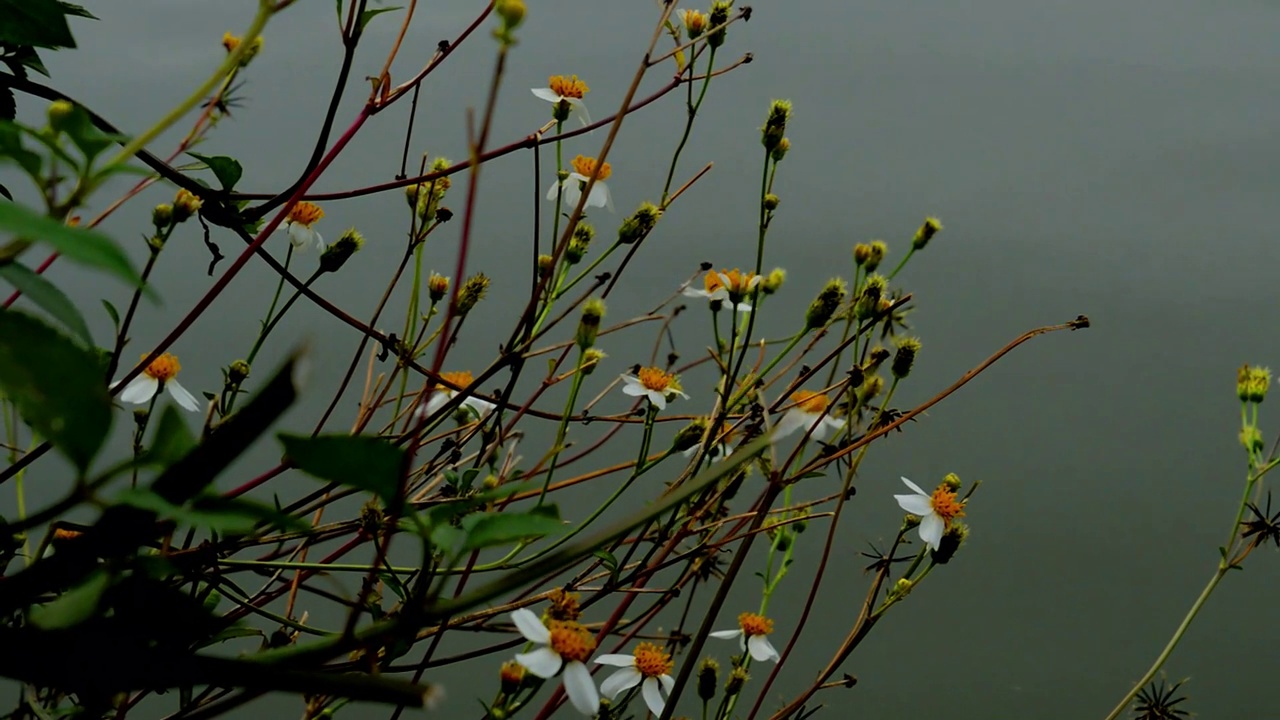 雏菊花视频素材