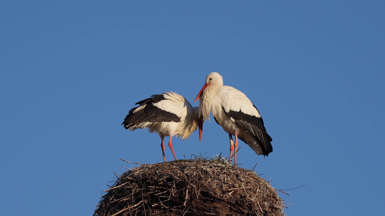 白鹳(Ciconia Ciconia)，春天成对上巢视频素材