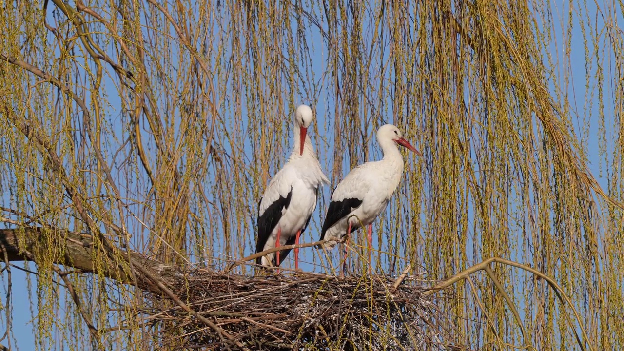 白鹳(Ciconia Ciconia)，在垂柳上筑巢视频素材