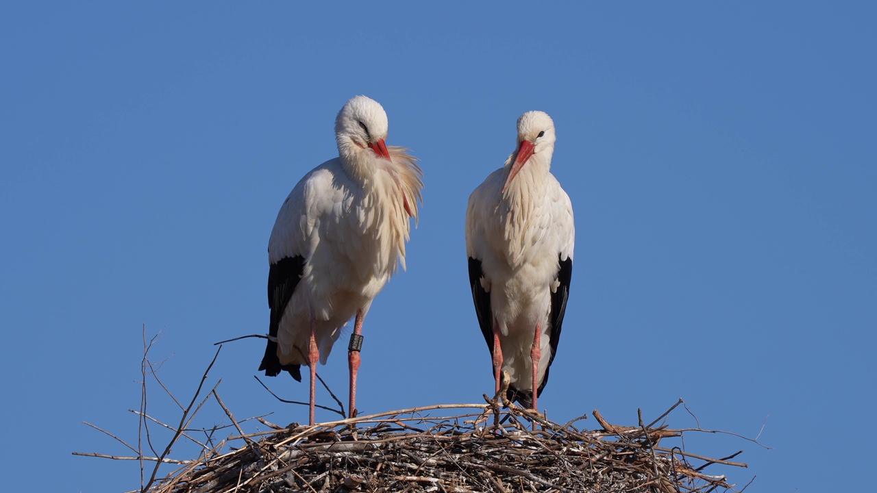 白鹳(Ciconia Ciconia)，春天成对上巢视频素材