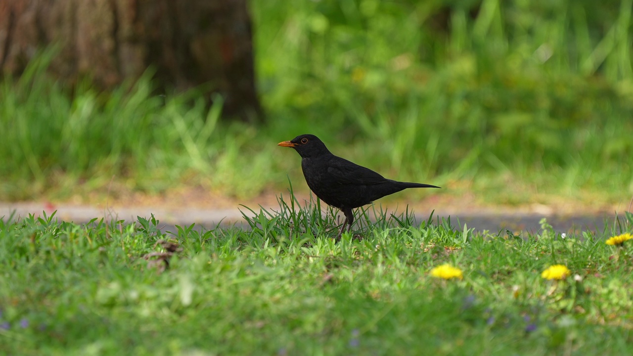 黑鸟(Turdus merula)，雄性在公园视频素材