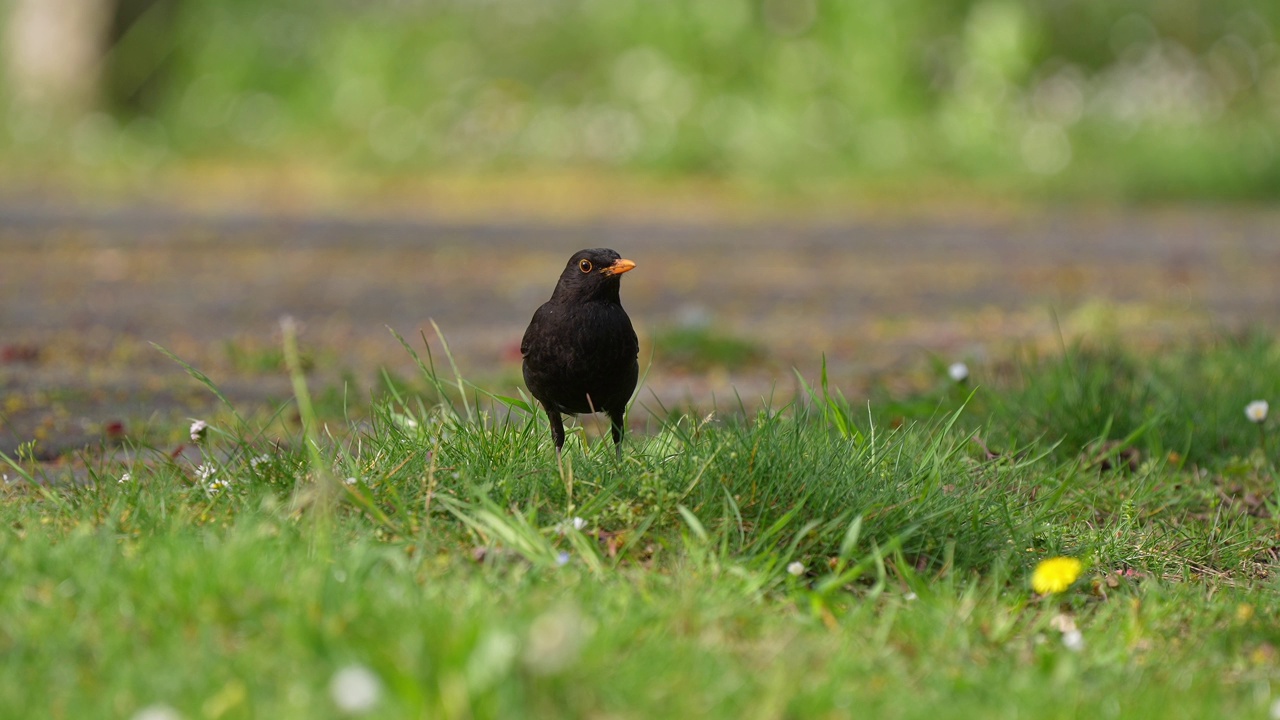 黑鸟(Turdus merula)，雄性在公园视频素材