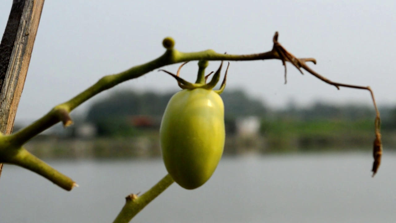 我花园里的绿番茄视频素材