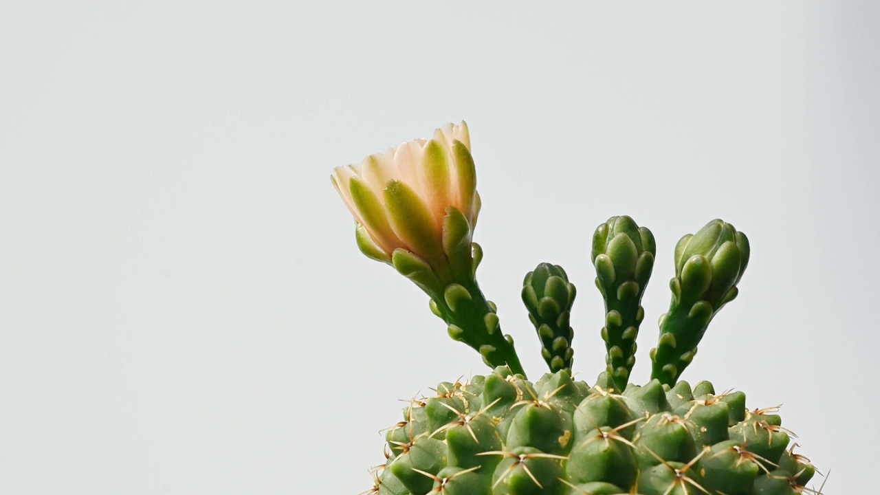 美丽的花的裸calycium baldianum仙人掌盛开。视频素材