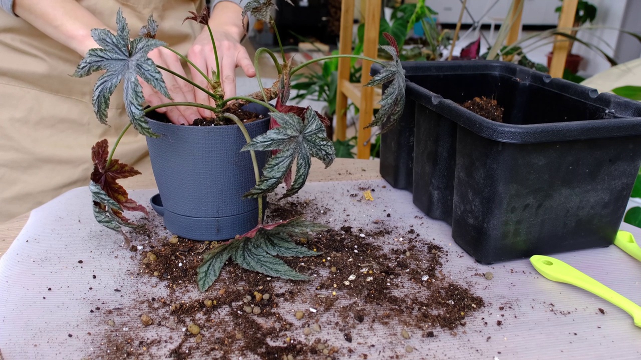 将一株海棠鹰头狮移植到一个新的花盆中。一位妇女在新的土壤中种植了一株有根的茎。照料盆栽，双手特写视频素材