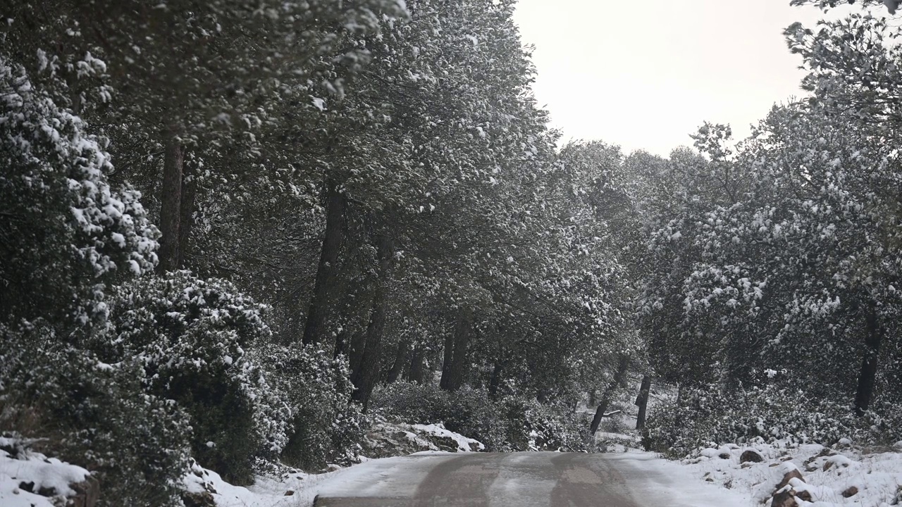 水平视野的雪路周围的松树与雪。视频下载