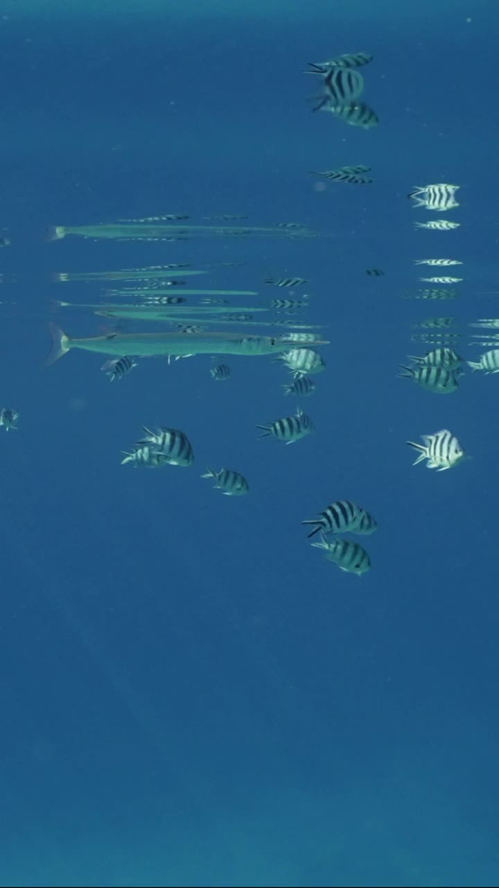 在阳光明媚的日子里，海梭鱼和鱼群一起在水面下游泳视频素材