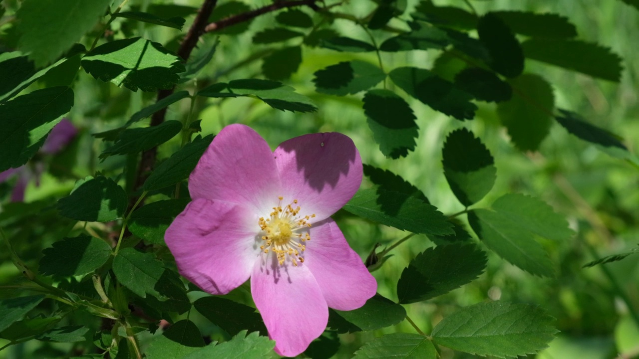 狗玫瑰花的特写(Rosa canina)粉红色野生玫瑰的花视频素材