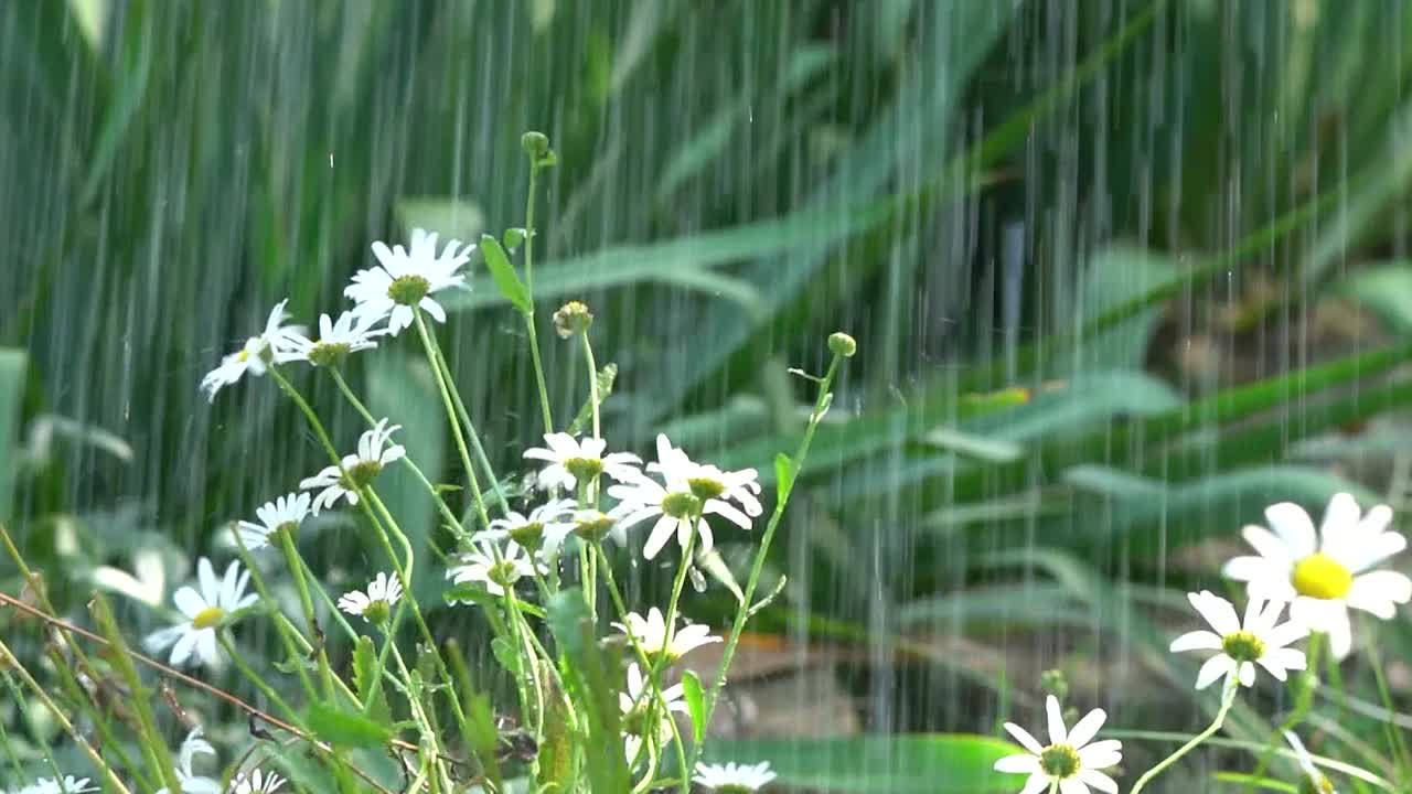 雏菊花浇水像雨在后院花园春天夏天的时候视频下载