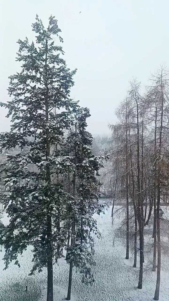 树木和雪的垂直视频。冬季下雪。从窗户看冬天的美景。漂亮的场景视频下载