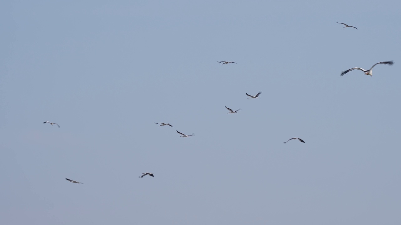 白鹳(Ciconia Ciconia)，飞行中的鸟群视频素材