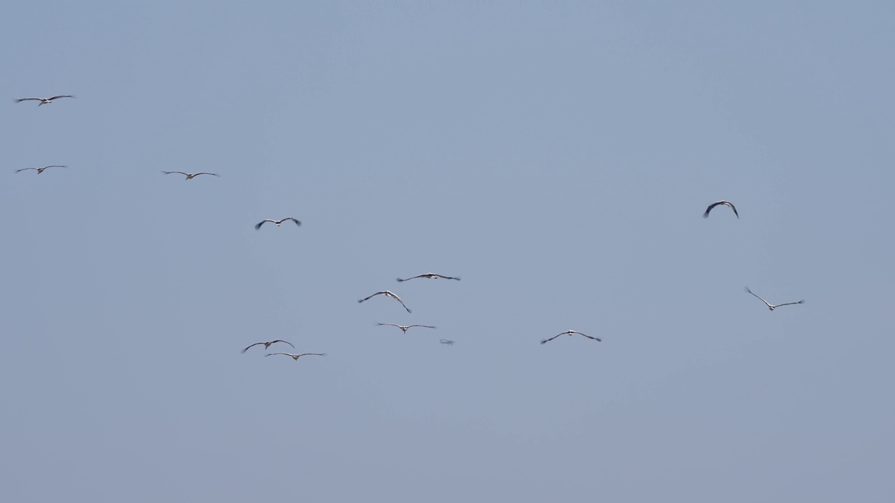 白鹳(Ciconia Ciconia)，飞行中的鸟群视频素材