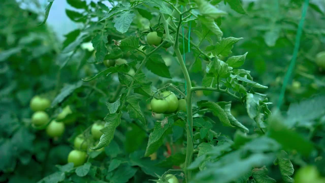 未成熟的绿番茄。生长天然新鲜番茄花和果实视频素材