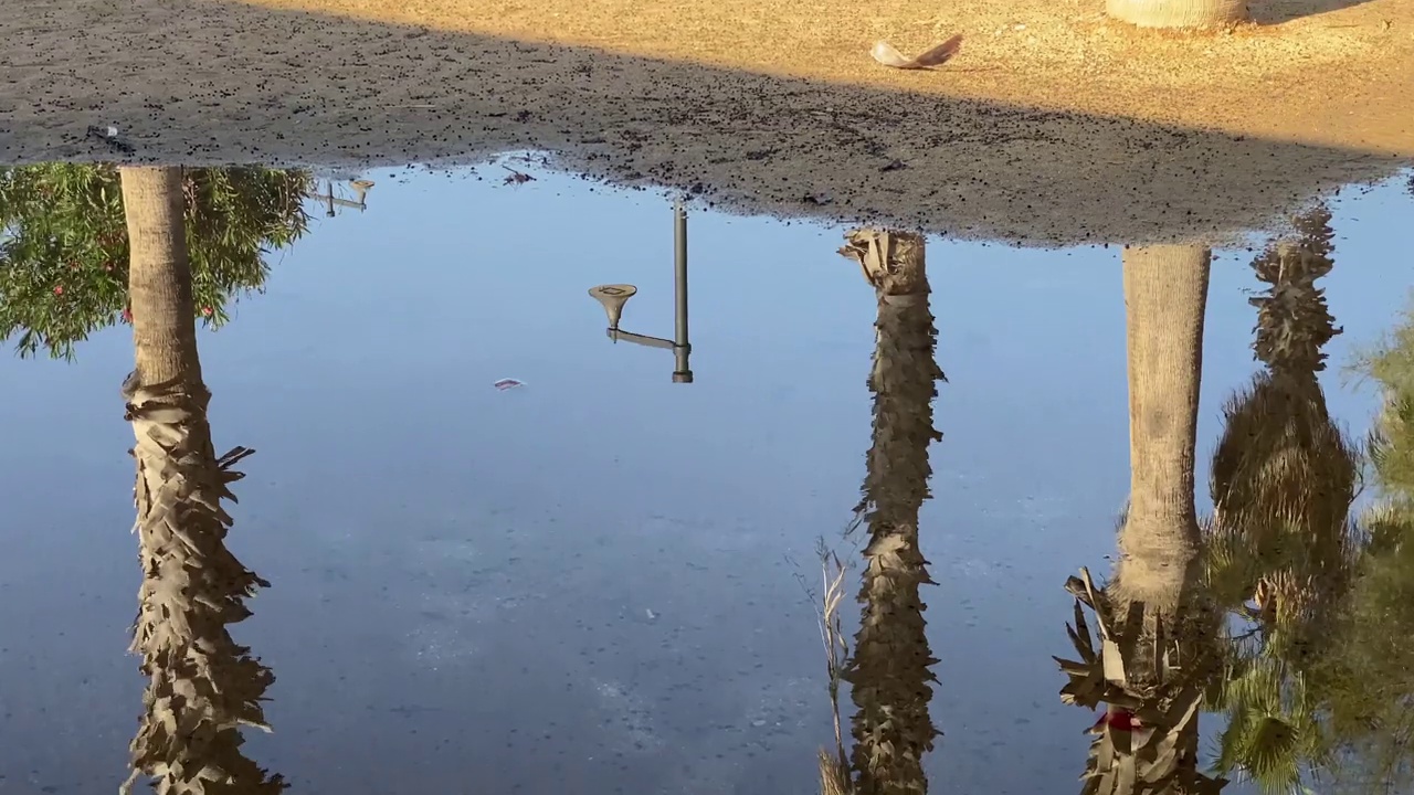 棕榈树倒映在水面上视频素材