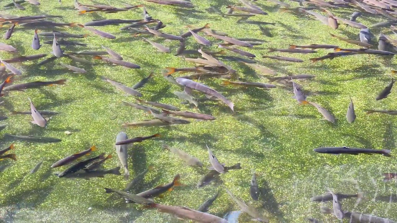 许多鳟鱼在渔场游泳。花园透明水池塘鳟鱼视频素材