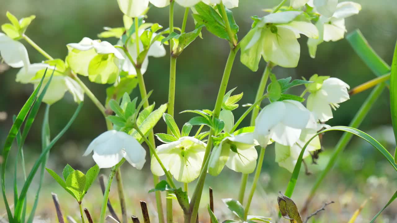 圣诞玫瑰花沐浴在春光中视频素材