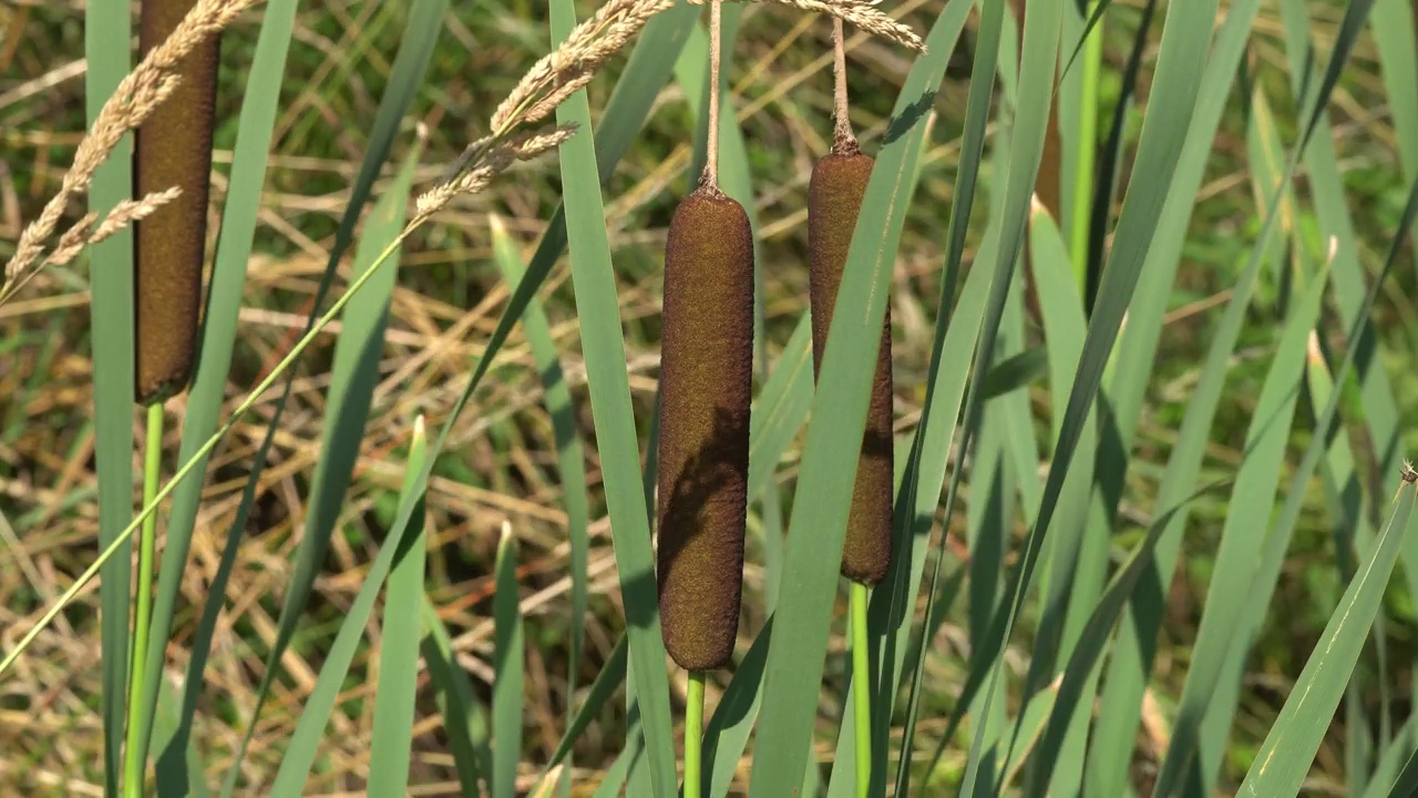 野生香蒲在夏日的风中摇曳视频素材