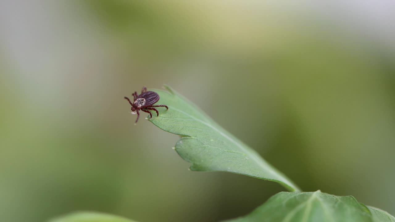 鹿蜱寄生虫在绿色植物-近视频素材