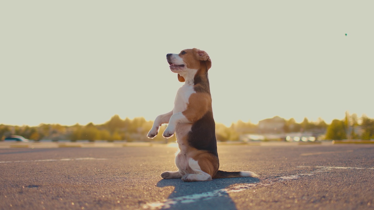 日落时分，可爱的比格犬在户外为镜头摆姿势视频素材