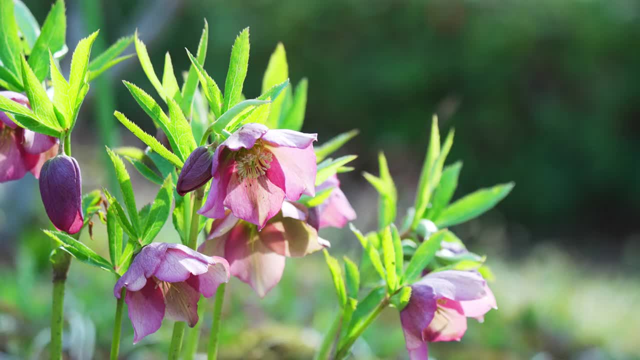 圣诞玫瑰花沐浴在春光中视频素材