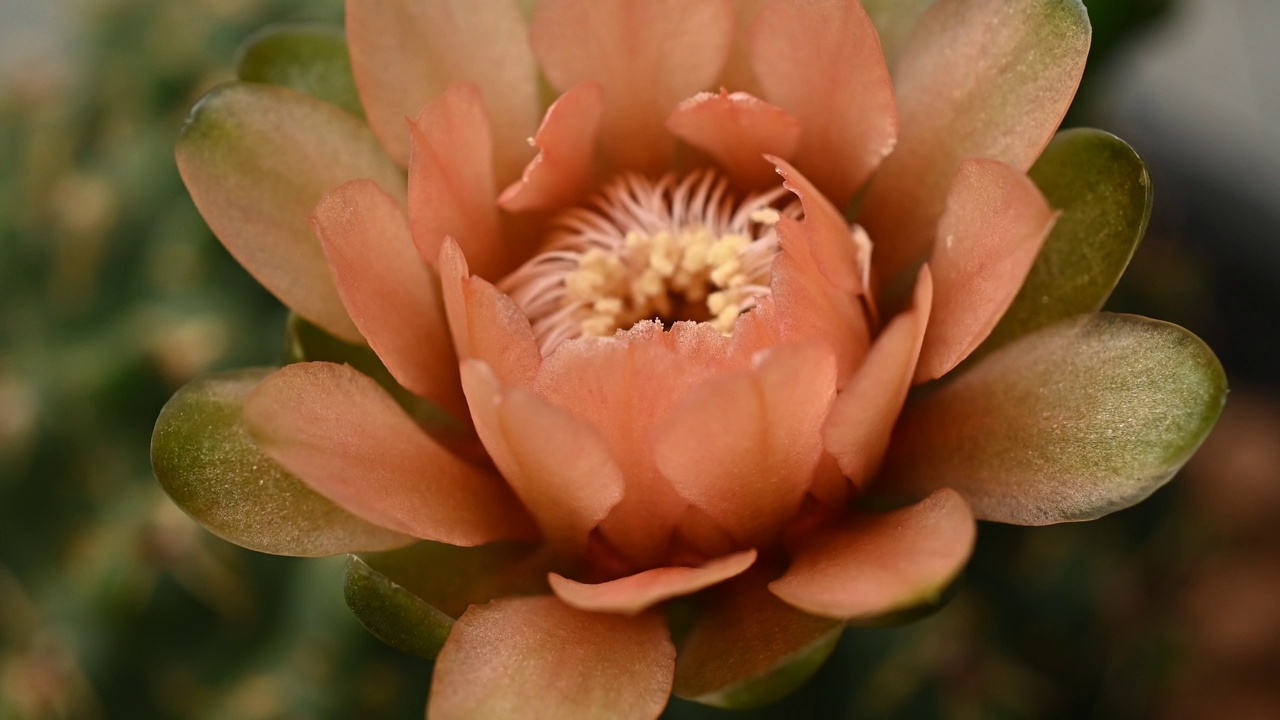 近距离的美丽的花的裸calycium baldianum仙人掌开花。延时。视频素材