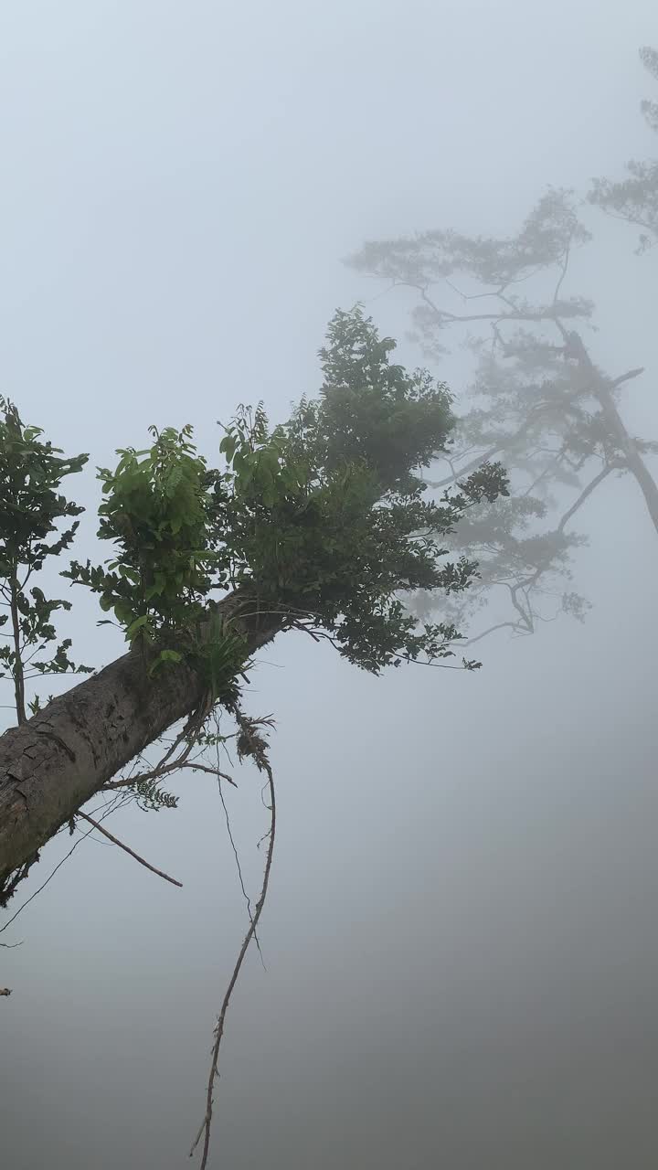 热带森林山地大气视频素材