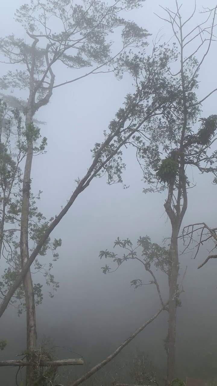 热带森林山地大气视频素材