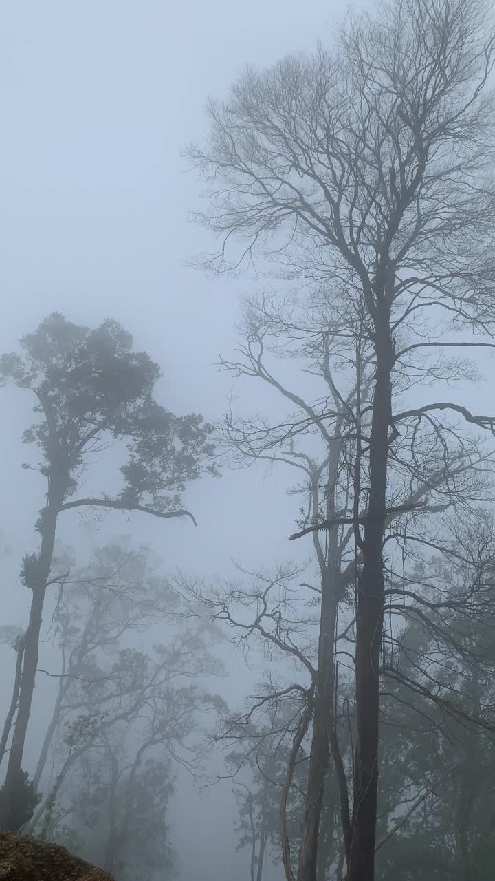 热带森林山地大气视频素材