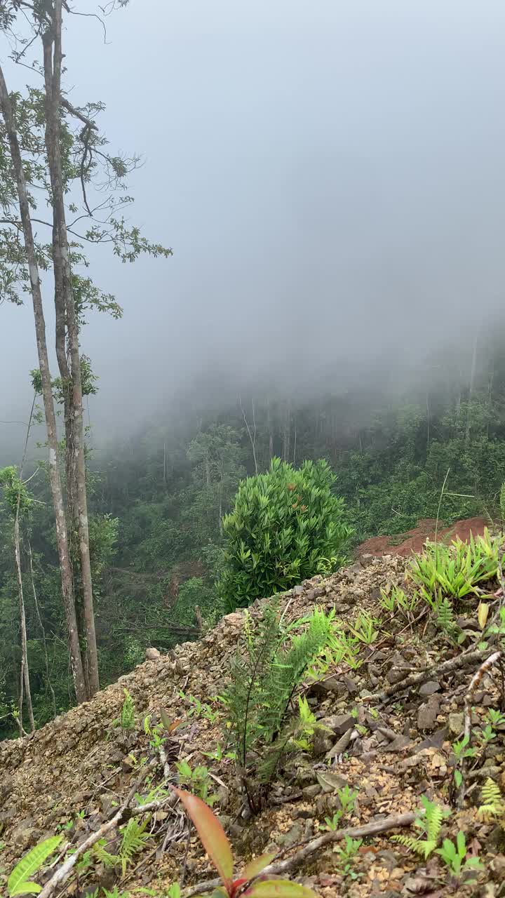 热带森林山地大气视频素材