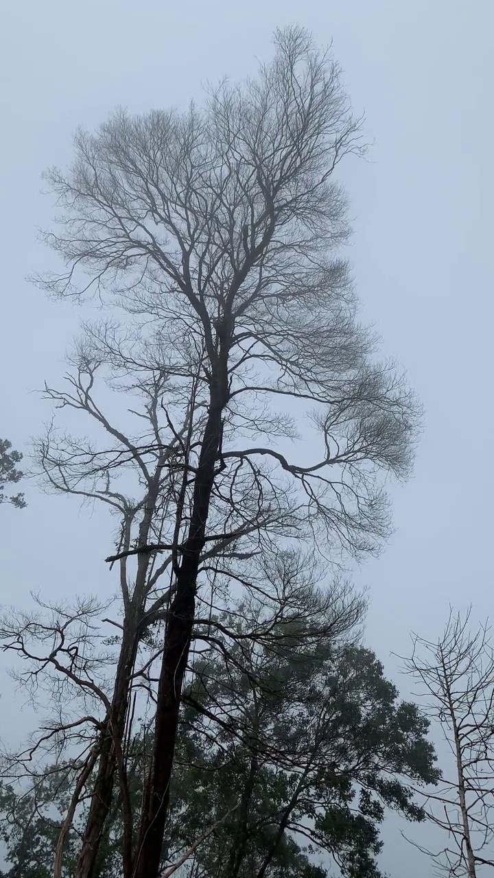 热带森林山地大气视频素材