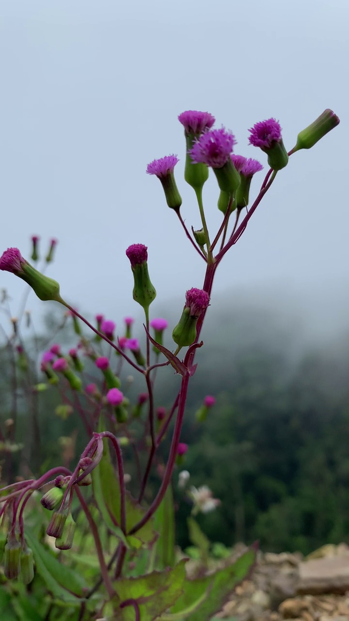 热带森林山地大气视频素材