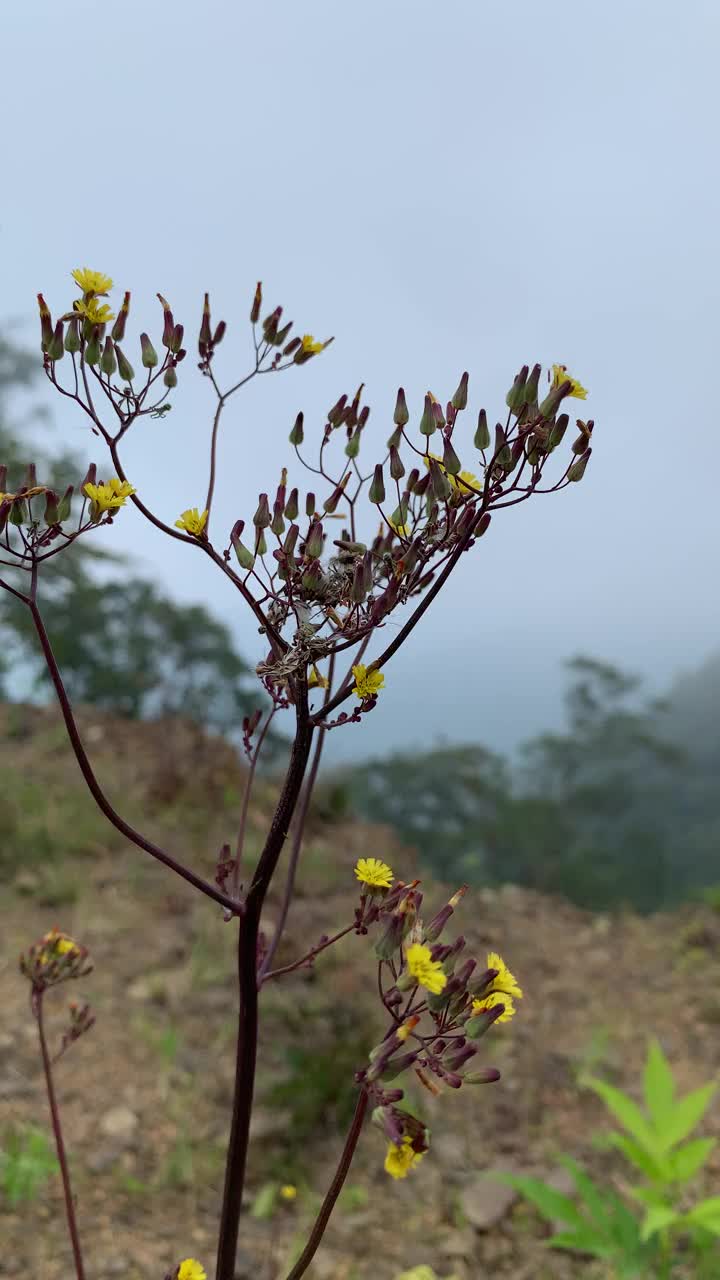 热带森林山地大气视频素材