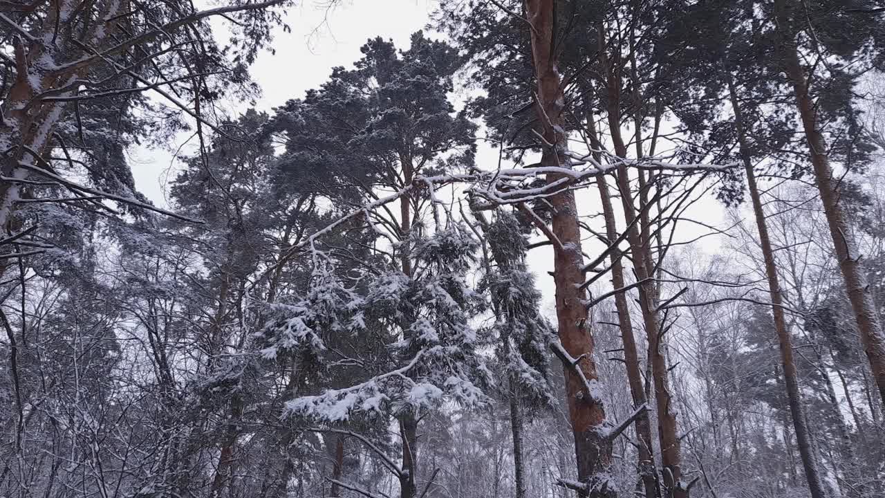 冬季森林里的松枝上覆盖着刚落下的雪视频素材