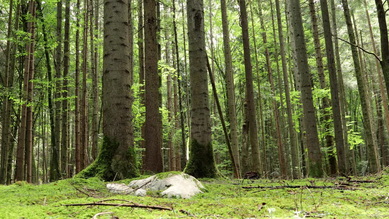 长满苔藓的绿色森林和针叶树在慢动作中流动。视频素材