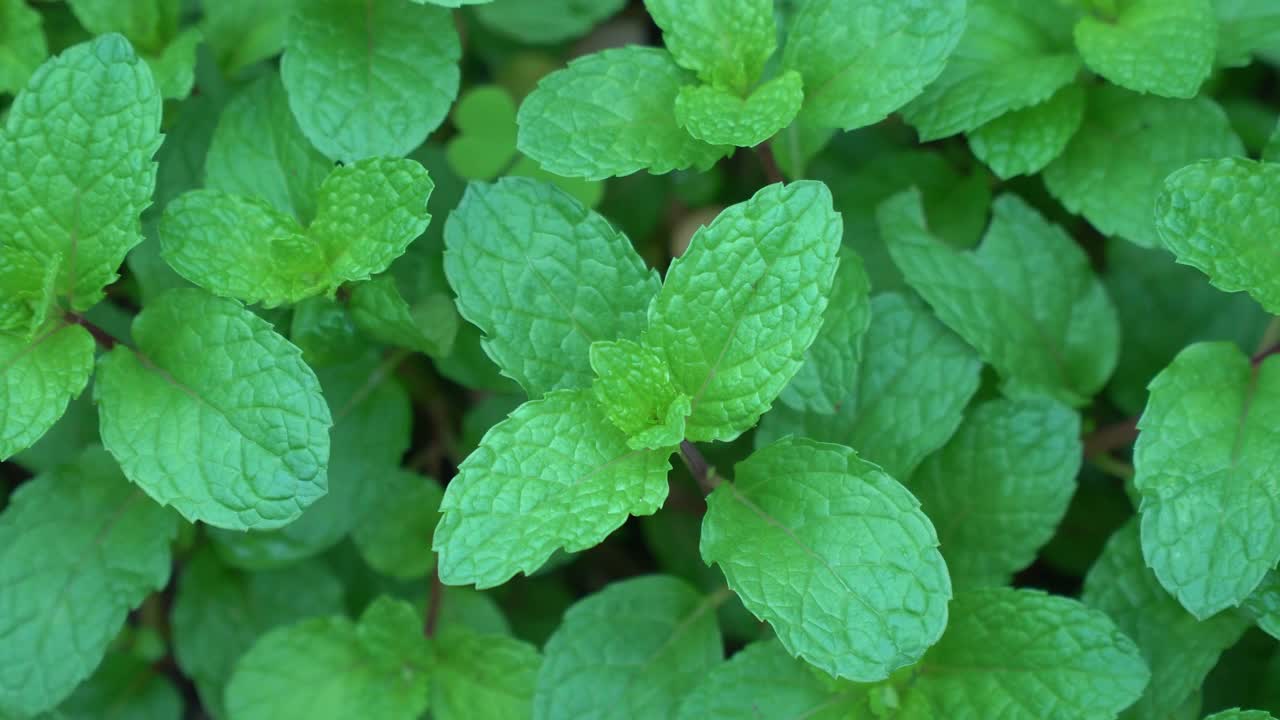 薄荷植物视频素材