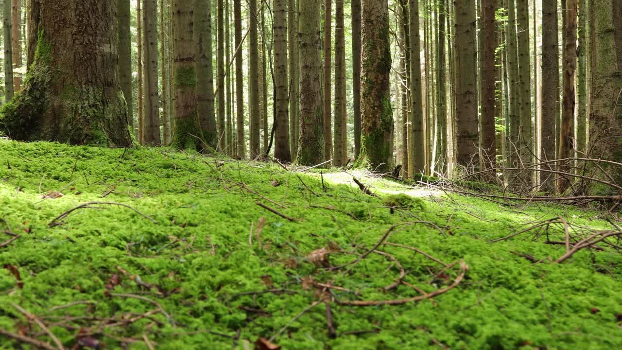 宁静的绿色苔藓森林景观在一个阳光明媚的早晨。视频素材