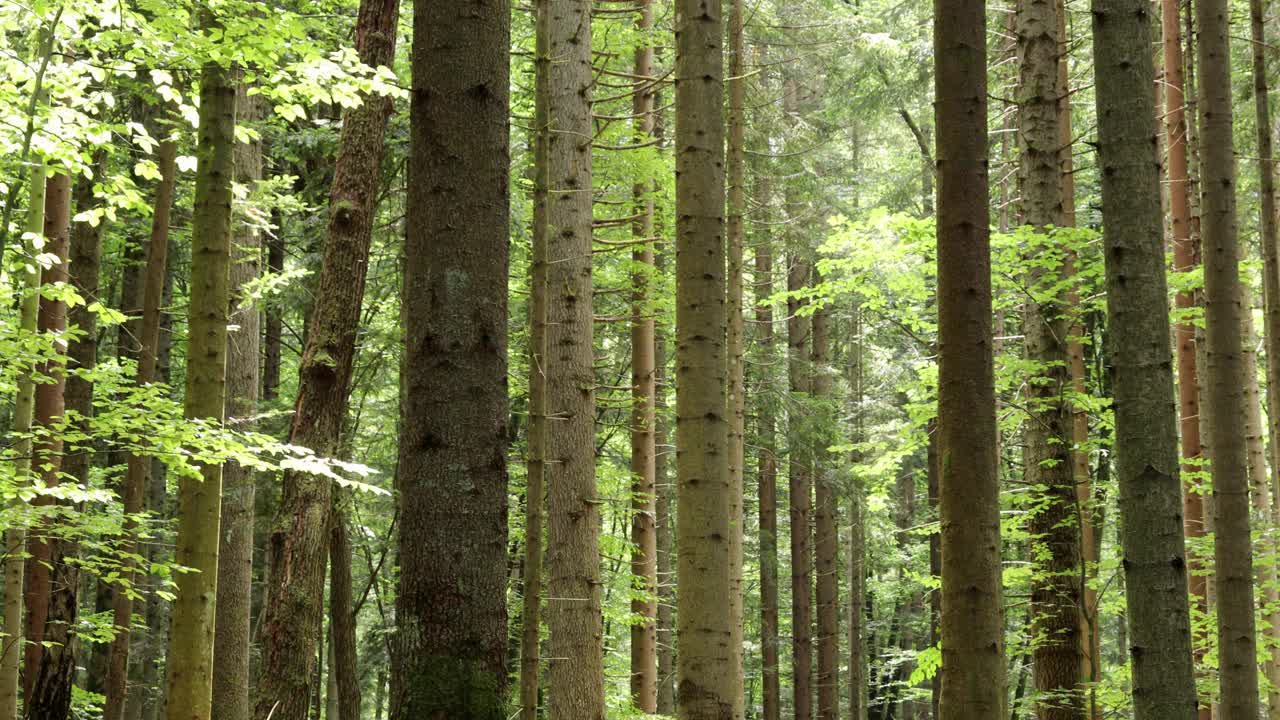 美丽的阳光在针叶林。慢镜头从右向左移动。视频素材