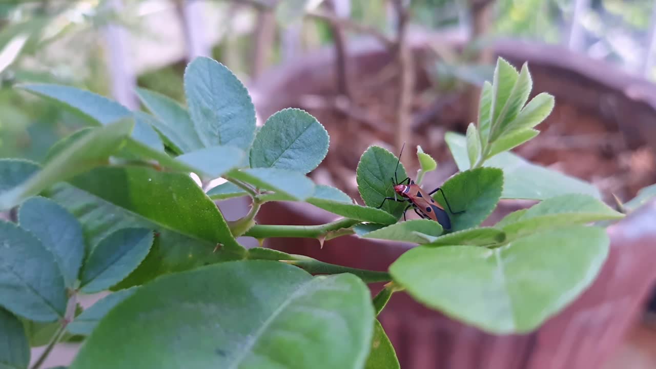 带纹叶虫或红棉斑虫栖息在绿叶上视频素材